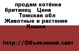 продам котёнка британец › Цена ­ 1 000 - Томская обл. Животные и растения » Кошки   